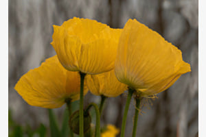 Tulpen