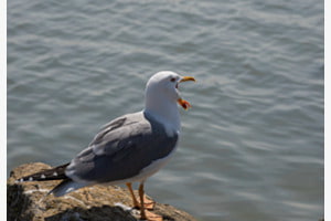 Großmaul