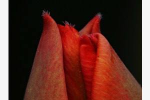 Tulip Lips / lèvres de tulipe