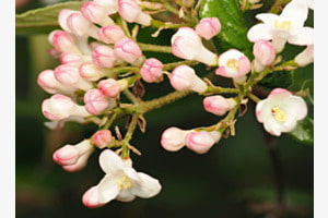 BUNTE KNOSPEN
