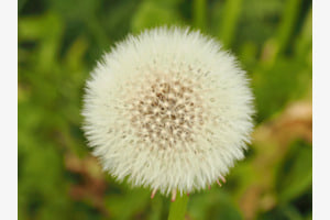 PUSTEBLUME