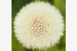 PUSTEBLUME IM FOKUS