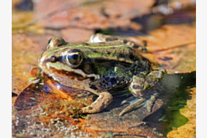 La Grenouille verte