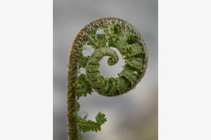 Die Natur erwacht
