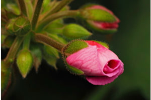 ZARTE KNOSPE
