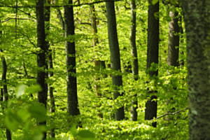 Grünes Paradies