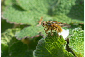 Käfer