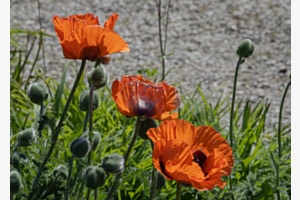 Mohn