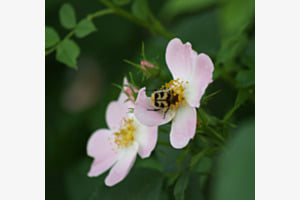 Zu Besuch bei meiner Lieblingsblume