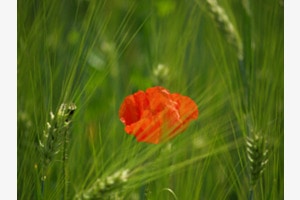 Mohnblume im Kornfeld