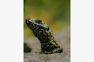 kleiner Drachen