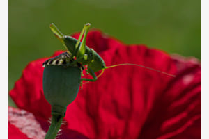 Besuch