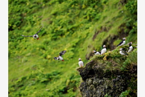 Team Puffin bereit zum Abflug! Team Puffin bereit zum Abflug!