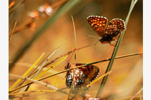 schmetterlinge