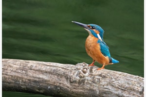 Eisvogel