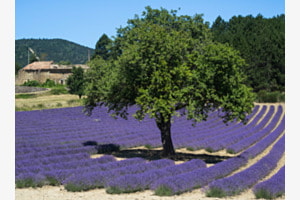 Lavendel