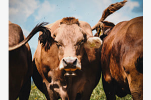 Swiss Cow Swiss Cow