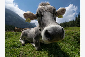 Auf der Wiese steht 'ne Kuh