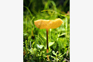 pilz