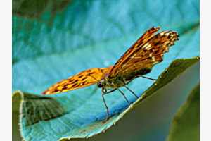 schmetterling