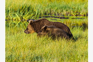 Braunbären Braunbären