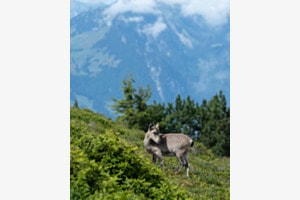 Steinbock - Kitz Steinbock - Kitz