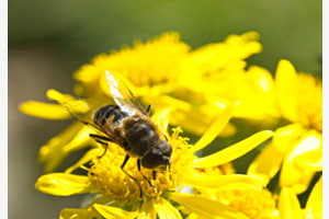 WILDBIENE IN DER NATUR