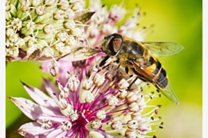 WILDBIENE IN DER NATUR