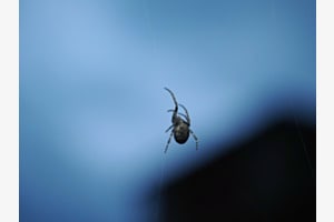 Spinne auf dem Dach