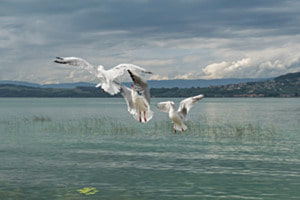 Flugkunst