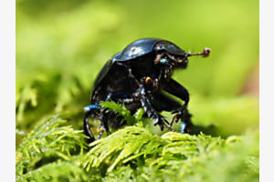 Anoplotrupes stercorosus