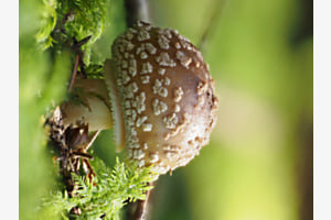 Königsfliegenpilz