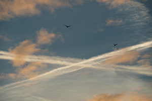 Vogelfrei