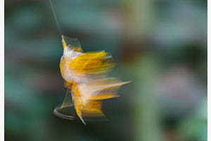 Herbstblatt im Wind
