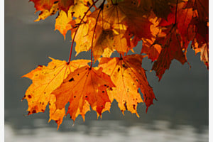 Herbst Blätter