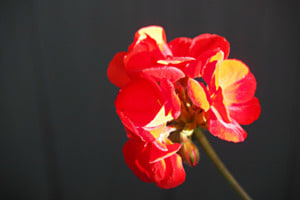 Geranie