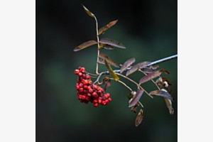Farbtupfer im Herbstwald