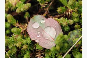 Blattadern mit Wassertropfen