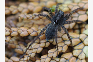 Spinne (Makrowalk zum Rosengarten)
