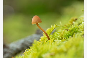 Pilz