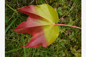 Farbwechsel