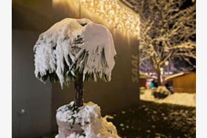 Palme im Winterkleid