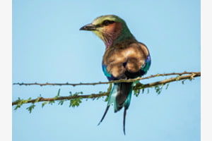 Paradisiac mirage: Liliac-breasted roller Paradisiac mirage: Liliac-breasted roller