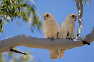 Parakeets Parakeets