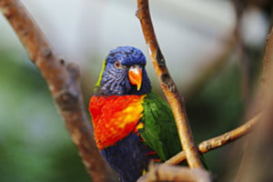 Parrot Parrot