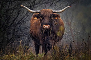 Highland im Regen