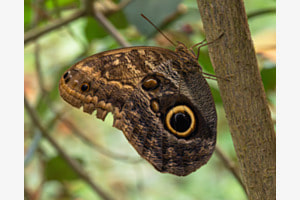 Schmetterling