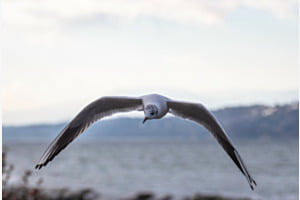 Möwe Möwe