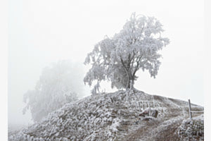 Stille im Nebel