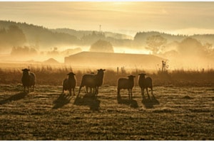guten Morgen 